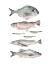 Picture of FISH COMPOSITION II