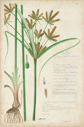 Picture of DESCUBES BOTANICAL GRASS I