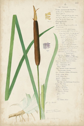 Picture of DESCUBES BOTANICAL GRASS II