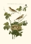 Picture of NOZEMAN WHITE THROAT BLACKBERRY