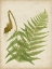 Picture of FERN TRIO I