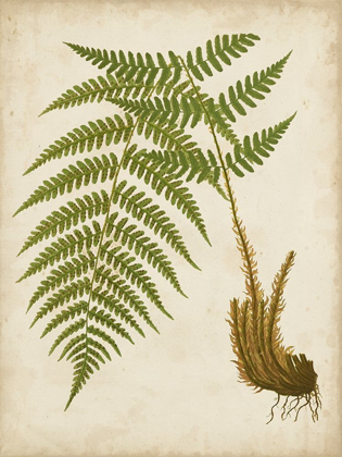 Picture of FERN TRIO III