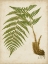 Picture of FERN TRIO III