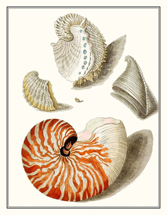 Picture of COLLECTED SHELLS I