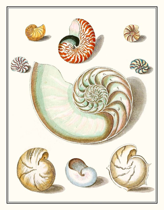Picture of COLLECTED SHELLS II