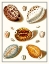 Picture of COLLECTED SHELLS III
