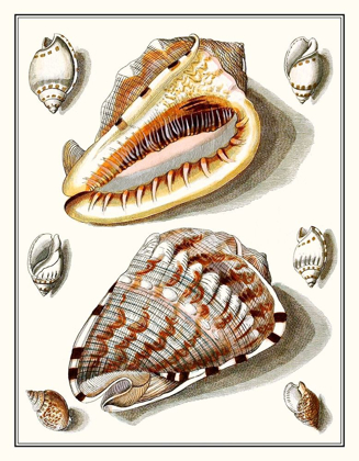 Picture of COLLECTED SHELLS IV