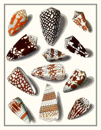 Picture of COLLECTED SHELLS V