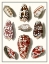 Picture of COLLECTED SHELLS VI