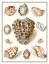 Picture of COLLECTED SHELLS VIII