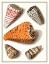Picture of COLLECTED SHELLS IX