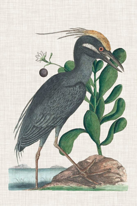 Picture of CATESBY HERON I