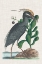 Picture of CATESBY HERON I
