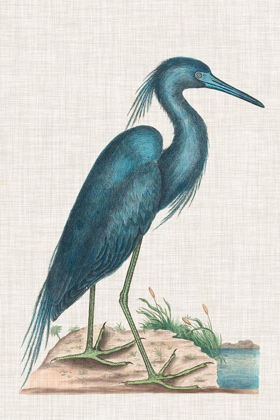Picture of CATESBY HERON II