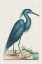 Picture of CATESBY HERON II