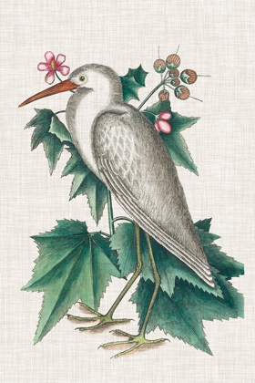 Picture of CATESBY HERON III
