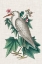 Picture of CATESBY HERON III