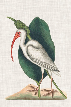 Picture of CATESBY HERON VI