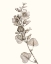 Picture of NEUTRAL BOTANICAL STUDY I
