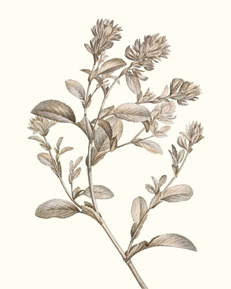 Picture of NEUTRAL BOTANICAL STUDY II