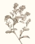 Picture of NEUTRAL BOTANICAL STUDY II