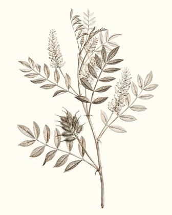 Picture of NEUTRAL BOTANICAL STUDY III