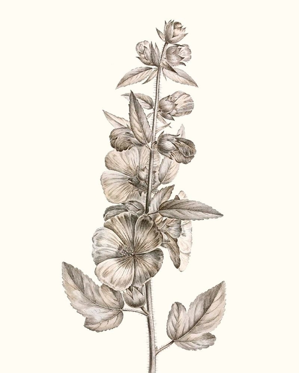 Picture of NEUTRAL BOTANICAL STUDY V