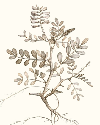 Picture of NEUTRAL BOTANICAL STUDY VI