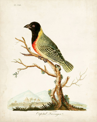 Picture of CAPITAL TANAGER