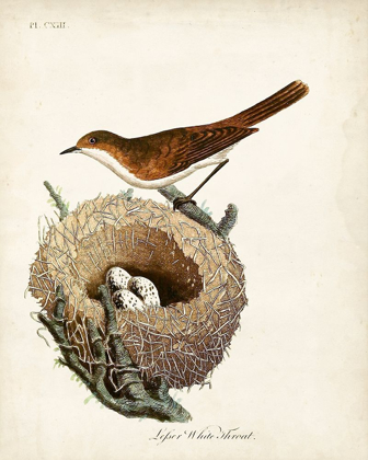 Picture of LESSER WHITE-THROAT AND NEST
