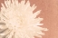 Picture of BLUSH BURST I