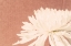 Picture of BLUSH BURST II
