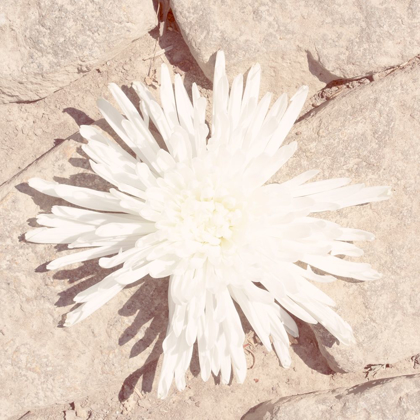 Picture of STONE BLOSSOM III