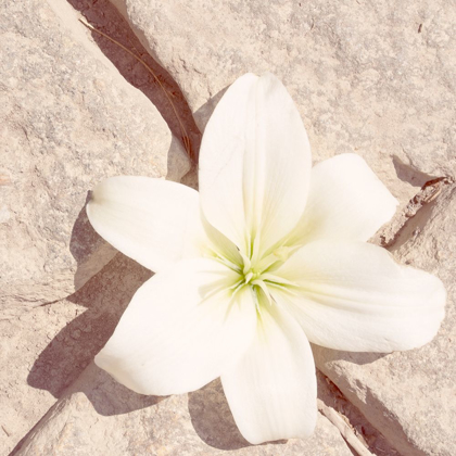 Picture of STONE BLOSSOM IV