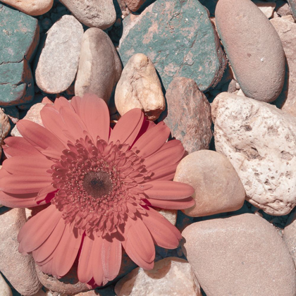 Picture of STONE CROP I