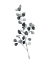 Picture of BRUME BOTANICAL III