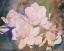 Picture of BLUSH GARDENIA BEAUTY I