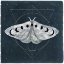 Picture of MIDNIGHT MOTH II