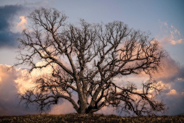 Picture of GRAND OAK TREE II