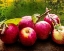 Picture of THE HARVEST I