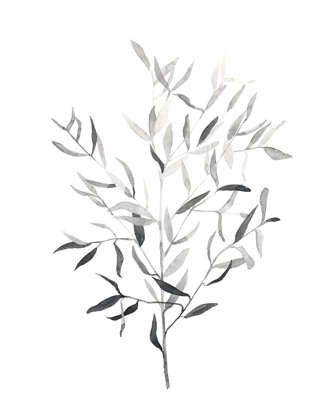 Picture of PAYNES GREY BOTANICALS III