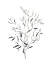 Picture of PAYNES GREY BOTANICALS III