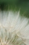 Picture of MACRO DANDILION I