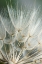 Picture of MACRO DANDILION II