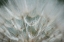 Picture of MACRO DANDILION V