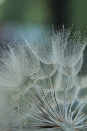 Picture of MACRO DANDILION VIII