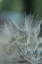 Picture of MACRO DANDILION VIII