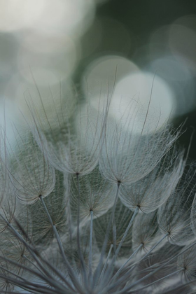 Picture of MACRO DANDILION IX