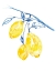 Picture of WATERCOLOR LEMONS II