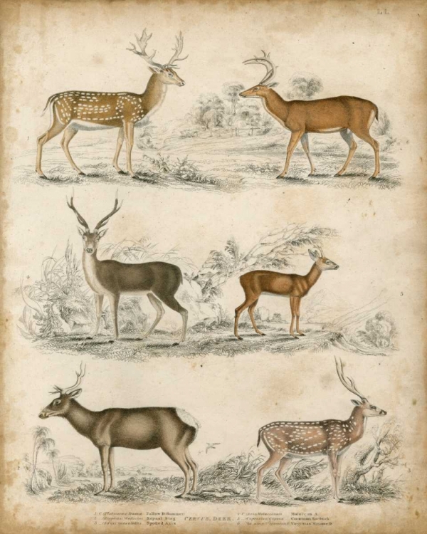 Picture of NON-EMBELLISHED SPECIES OF DEER